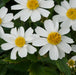 Bidens Collection 5 x 9cm - Plants2Gardens