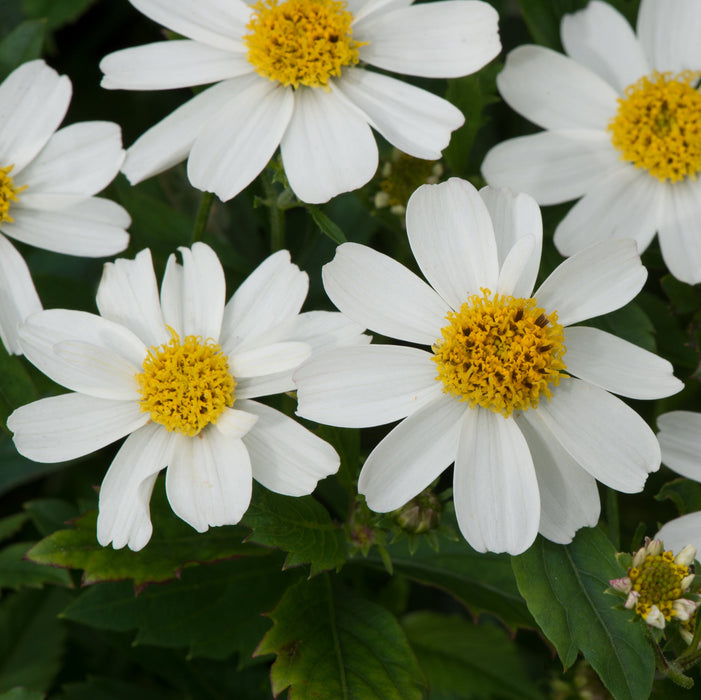 Bidens & Essential Basket Fillers Collection - Dispatches from 24th April - Plants2Gardens