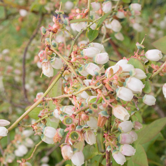 Blueberry Bluegold - Plants2Gardens