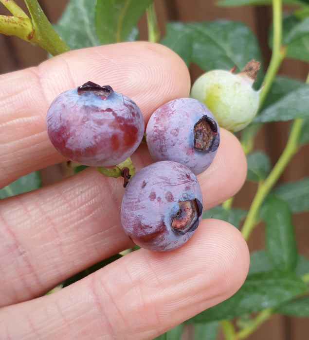 Blueberry Bluegold - Plants2Gardens
