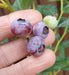 Blueberry Bluegold - Plants2Gardens