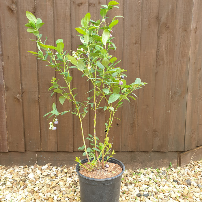 Blueberry Bluegold - Plants2Gardens