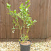 Blueberry Bluegold - Plants2Gardens