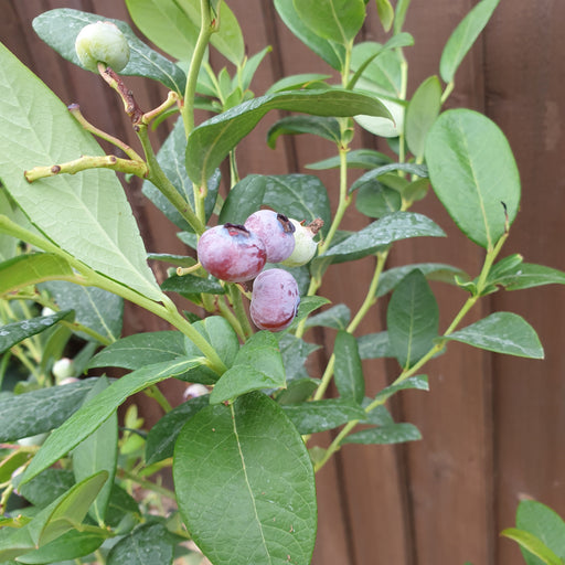 Blueberry Bluegold - Plants2Gardens