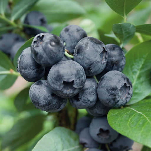 Blueberry Bluegold - Plants2Gardens