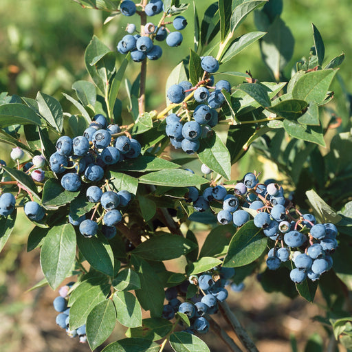 Blueberry Duke 5Ltr - Plants2Gardens