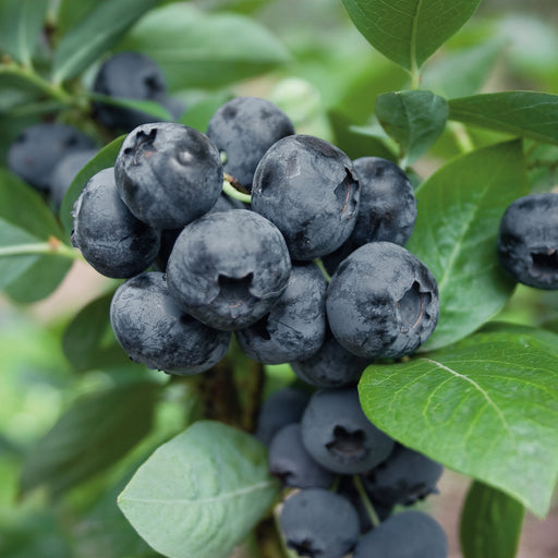 Blueberry Long Season Harvest 3 Plant Collection - Plants2Gardens