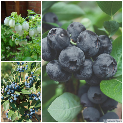 Blueberry Long Season Harvest 3 Plant Collection - Plants2Gardens