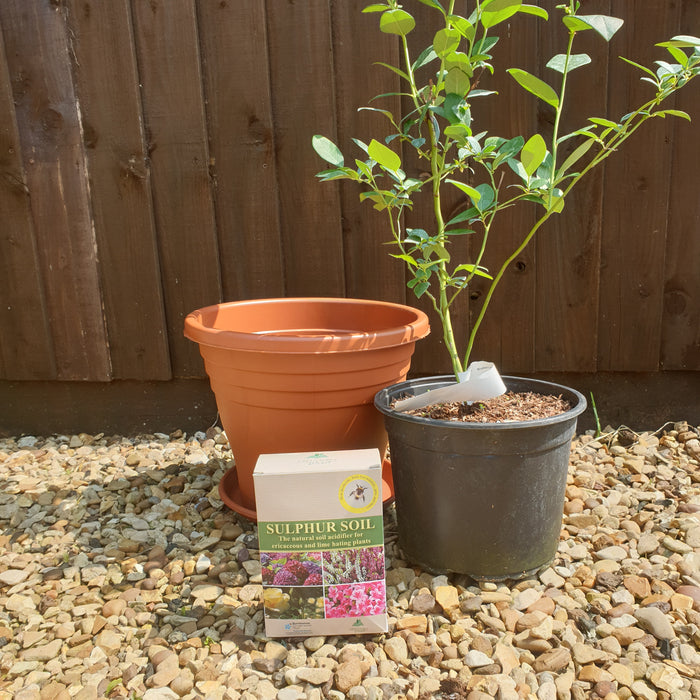 Complete Blueberry Bluegold, Sulphur Soil and Container Set - Plants2Gardens