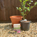 Complete Blueberry Bluegold, Sulphur Soil and Container Set - Plants2Gardens