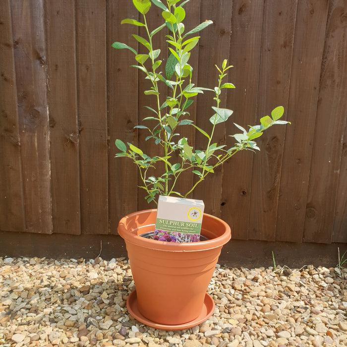 Complete Blueberry Bluegold, Sulphur Soil and Container Set - Plants2Gardens