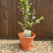 Complete Blueberry Bluegold, Sulphur Soil and Container Set - Plants2Gardens