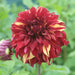 Dahlia Spartacus Collection 3 x Bare Roots - Plants2Gardens