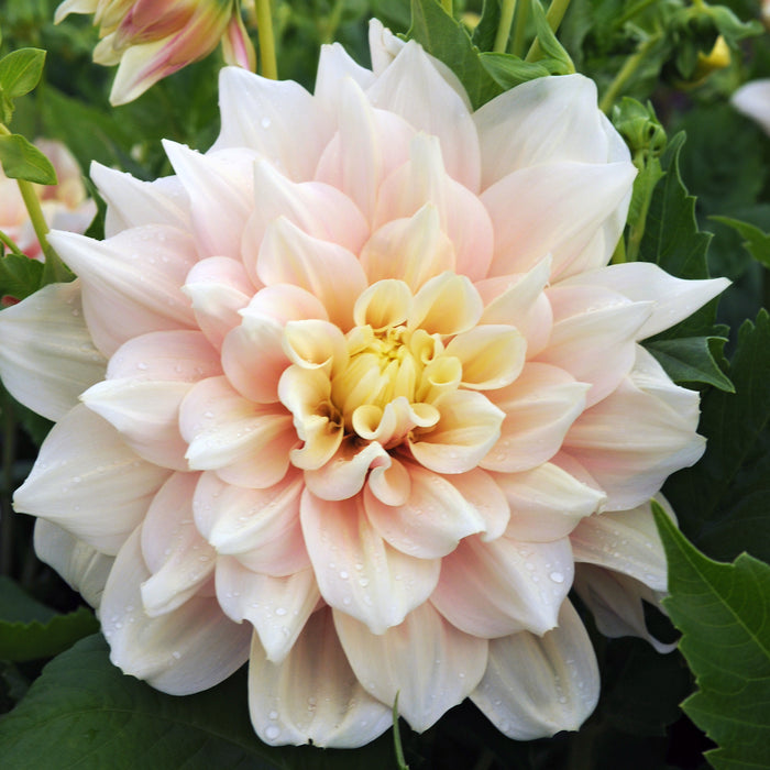 Large Flowering Dahlia Collection 10 x tubers - Plants2Gardens
