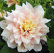 Large Flowering Dahlia Collection 10 x tubers - Plants2Gardens