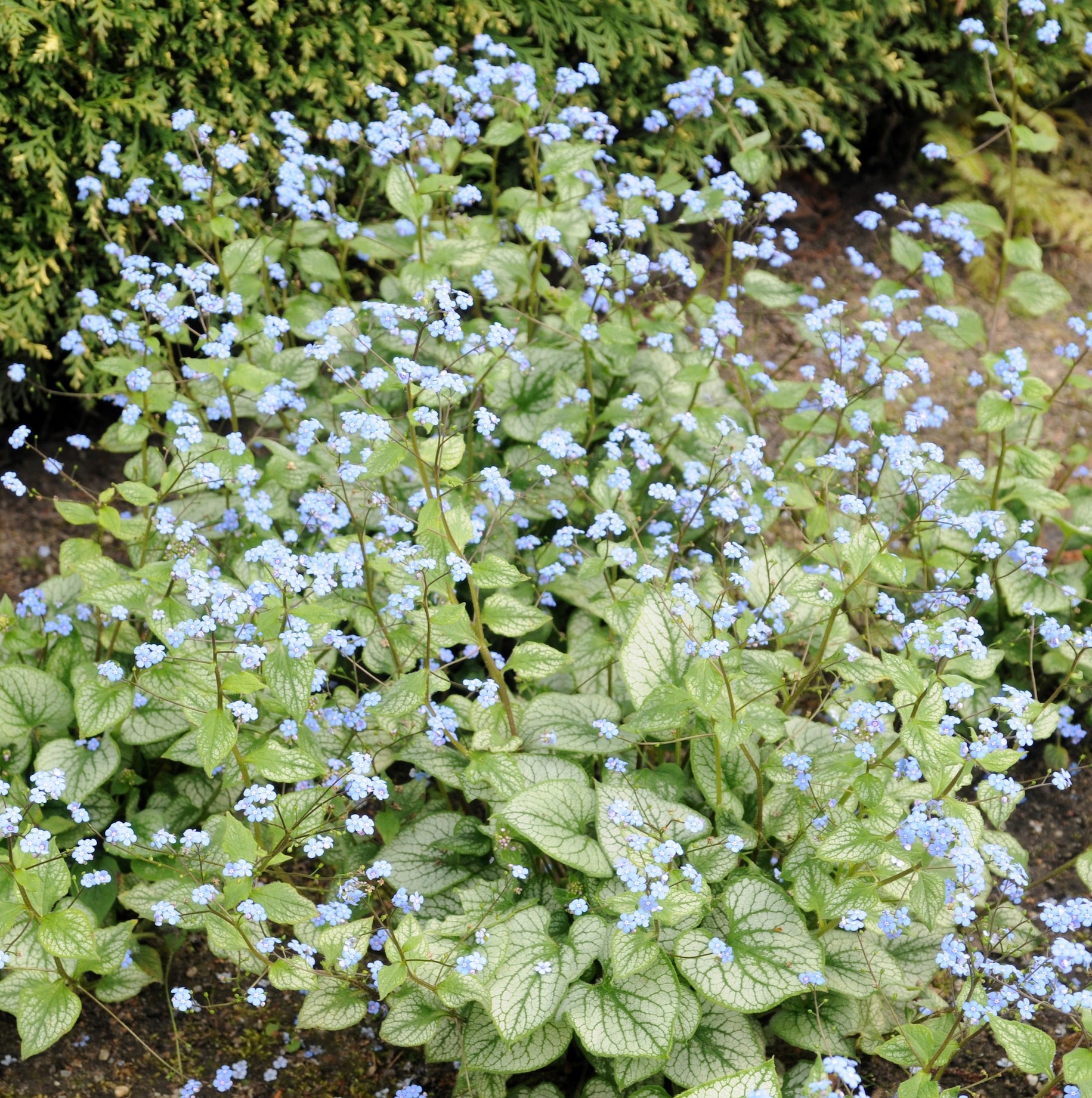 Buy Brunnera Jack Frost Onlie For Only £15.00 — Plants2Gardens