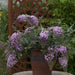 Buddleia Cascade Collection 6 x 6cm Plants - Plants2Gardens
