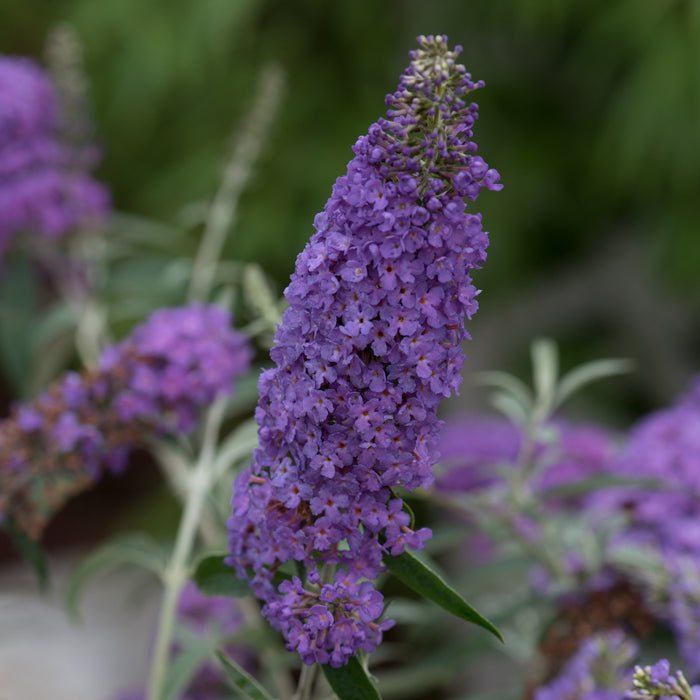 Buddleia Patio Jewel 6 x 6cm - Dispatches from 18th March - Plants2Gardens