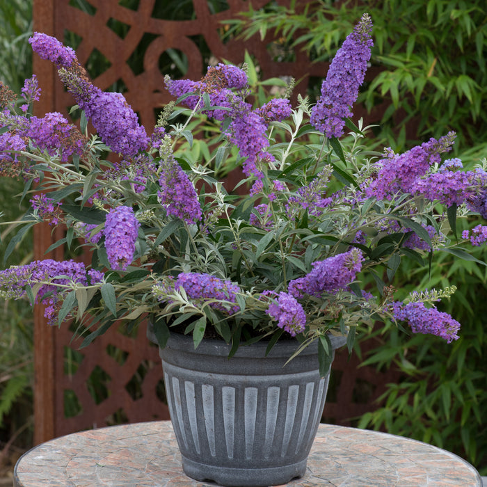 Buddleia Patio Jewel 6 x 6cm - Dispatches from 18th March - Plants2Gardens