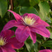 Clematis Patio 3 Plant Collection - Plants2Gardens