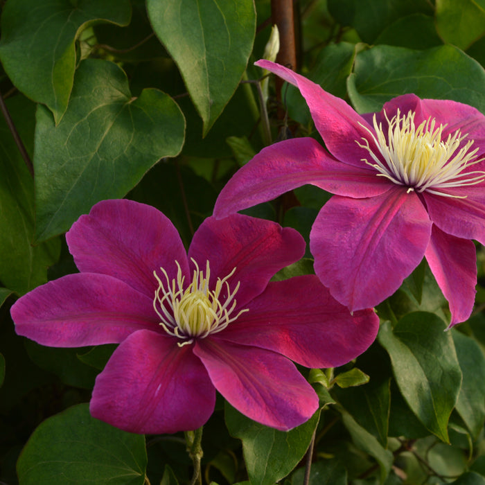 Clematis Patio 3 Plant Collection - Plants2Gardens