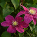 Clematis Patio 3 Plant Collection - Plants2Gardens