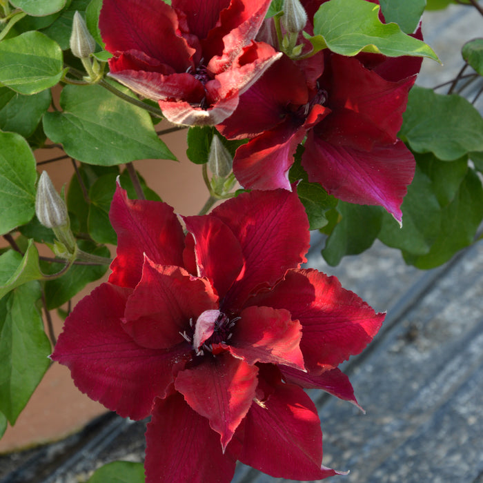 Clematis Patio 3 Plant Collection - Plants2Gardens
