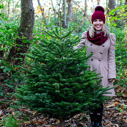 Nordmann Cut Christmas Tree Non Needle Drop - Plants2Gardens