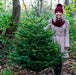 Nordmann Cut Christmas Tree Non Needle Drop - Plants2Gardens