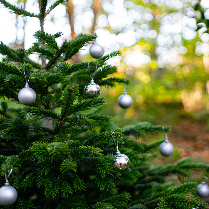 Nordmann Cut Christmas Tree Non Needle Drop - Plants2Gardens