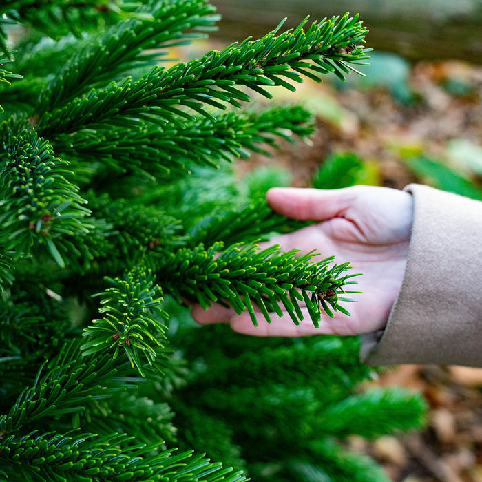 Nordmann Cut Christmas Tree Non Needle Drop - Plants2Gardens
