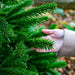 Nordmann Cut Christmas Tree Non Needle Drop - Plants2Gardens