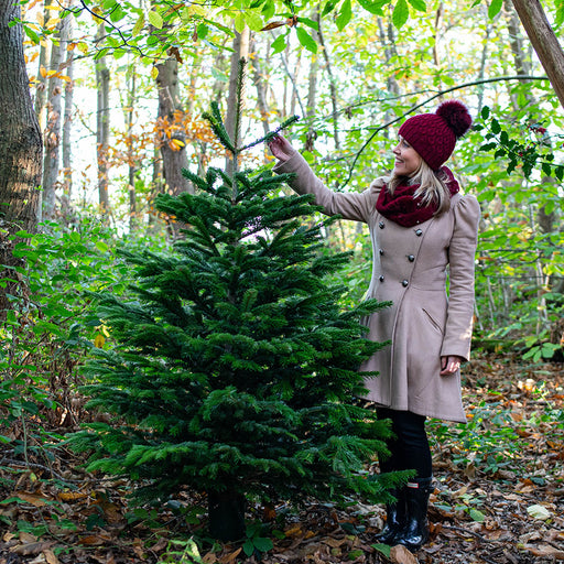 Nordmann Cut Christmas Tree Non Needle Drop - Plants2Gardens