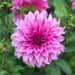 Large Flowering Dahlia Collection 10 x tubers - Plants2Gardens
