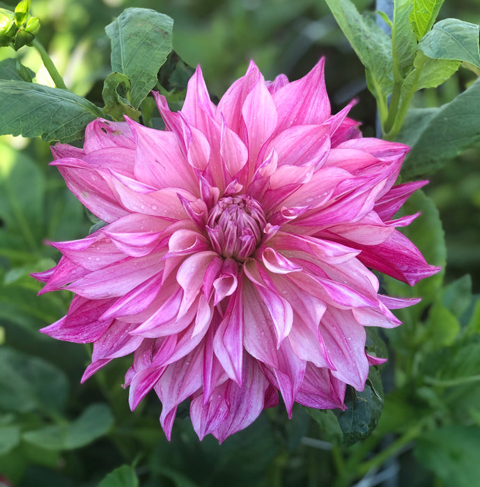 Large Flowering Dahlia Collection 10 x tubers - Plants2Gardens