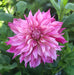 Large Flowering Dahlia Collection 10 x tubers - Plants2Gardens