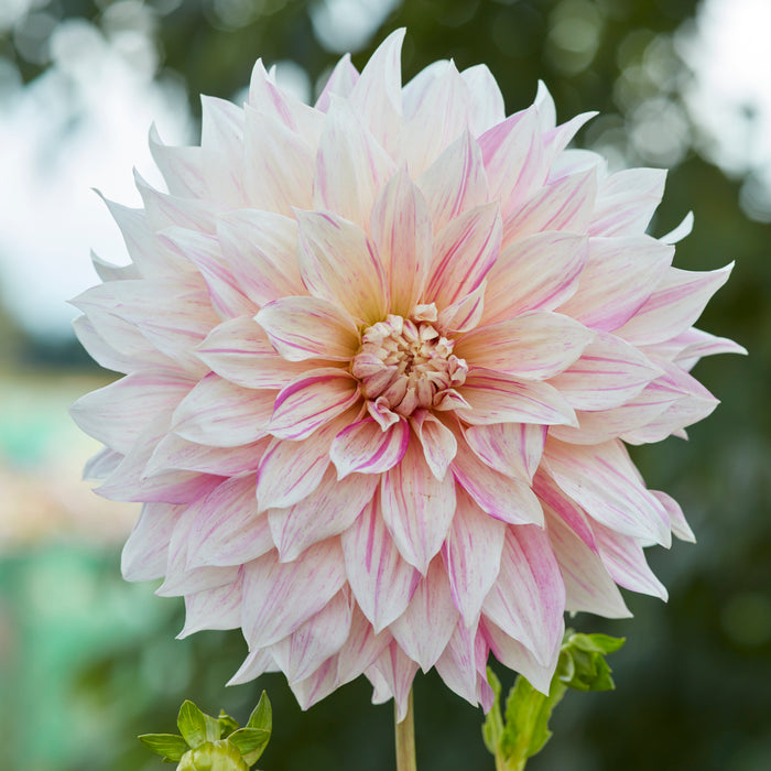 Large Flowering Dahlia Collection 10 x tubers - Plants2Gardens