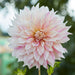 Large Flowering Dahlia Collection 10 x tubers - Plants2Gardens