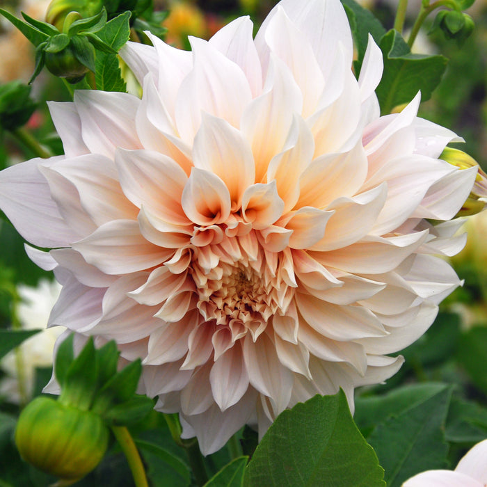 Large Flowering Dahlia Collection 10 x tubers - Plants2Gardens