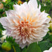 Large Flowering Dahlia Collection 10 x tubers - Plants2Gardens