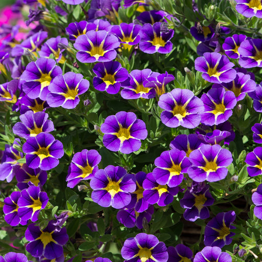 Calibrachoa Stormy Skies 12 Plant Collection - Plants2Gardens