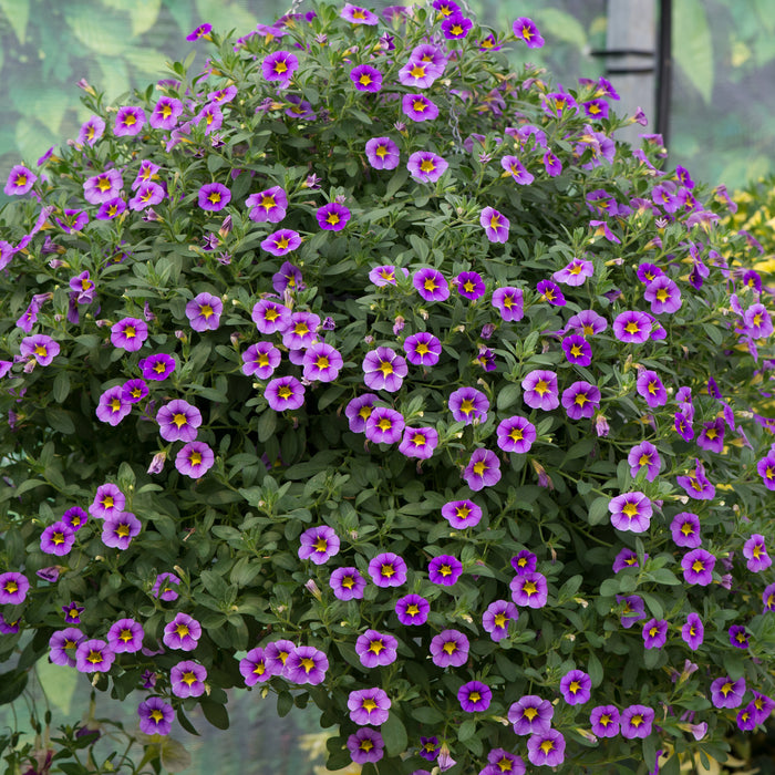 Calibrachoa Stormy Skies 12 Plant Collection - Plants2Gardens