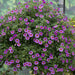 Calibrachoa Stormy Skies 12 Plant Collection - Plants2Gardens