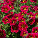 Calibrachoa Stormy Skies 12 Plant Collection - Plants2Gardens