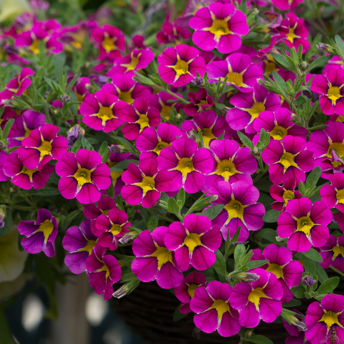 Calibrachoa Stormy Skies 12 Plant Collection - Plants2Gardens