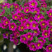 Calibrachoa Stormy Skies 12 Plant Collection - Plants2Gardens