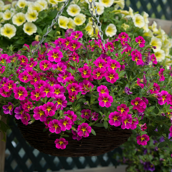 Calibrachoa Stormy Skies 12 Plant Collection - Plants2Gardens