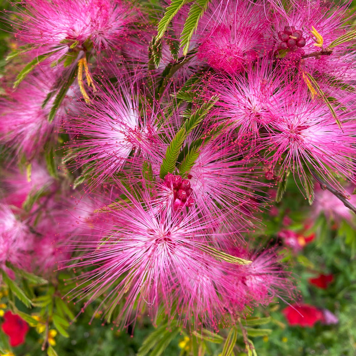 Calliandra Dixie Pink - Plants2Gardens