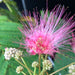 Calliandra Dixie Pink - Despatch From WC 21st March - Plants2Gardens