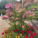 Calliandra Dixie Pink - Plants2Gardens